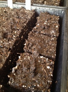 soil blocks with peat covering 2