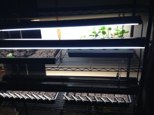 seed starting rack overview