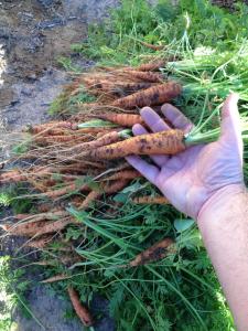 last year's carrots