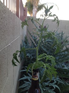 clipping in a beer bottle