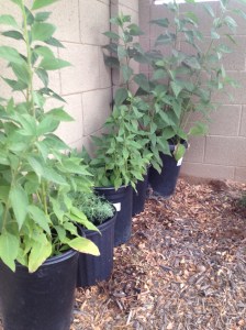 sun chokes and a dill plant hiding