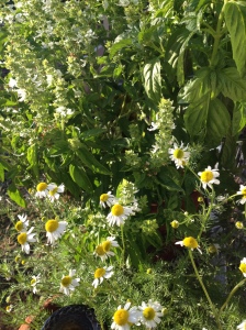 chamomile and basil flowers