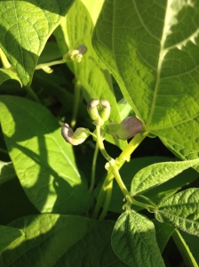dragon tongue green bean flowers 2