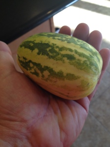 apple melon in my hand