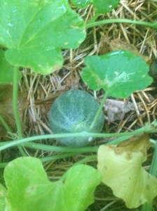 blurry green machine