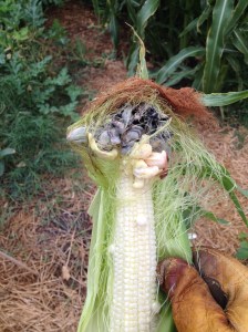 what the heck is that