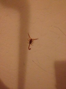 scorpion on the wall